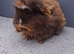 Gorgeous guinea pigs sows rare breeds