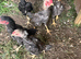 Ko shamo's Stags for sale