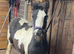 Cob filly to make me 14h