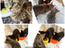 2 Remaining Kittens Ready To Go To Loving Homes!