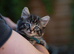 Fluffy Adorable Kittens