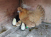 Newborn chicks for sale in London