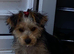 Minature Yorkshire terrier