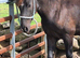 Welsh D gelding