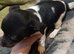 Jack Russell pups