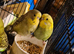 Tame baby budgies