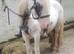 ️ Serena ️ 4 year old, 12hh Mini Cob Riding Mare  Serena has the kindest of nature's, always wanting to please and loves people big and small. In the