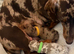 Miniature female dapple girl looking for her forever home