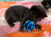 3 female mainecoon kittens