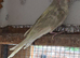 Cockatiel and Kakariki pairs