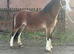 2 year old welsh a gelding