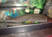 Axolotl and tank