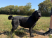 Adult - KC Registered Labrador Retriever Bitch