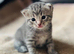 British short haired kittens