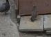 black francolin pair