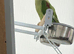 Alexandrine parrot male