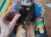 Wild polecat Trained house pet 4 years old biggest and healthy top for breeders the female died and he's missing her he needs a new home to make him h