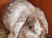 adult bunny