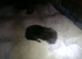 6 beaututiful kittens.