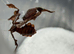 Phyllocrania Paradoxa(ghost mantis)