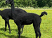 Beautiful Pet Females Available
