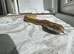 1 year old Corn snakes.