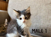 Long Haired Kittens Ready Now (READ DESCRIPTION)