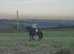 16.2 13year old riding school cob