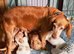 Beautiful cocker spaniel puppies READY NOW