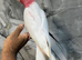 Friendly Baby Handreared Super Tame Cuddly Lutino Galah Cockatoo Parrot,20