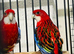 2 baby Rosellas for sale