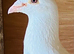Racer male