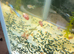 Pink Ramshorn snails juveniles