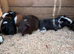 Boy guinea pigs