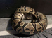 Multiple snakes to rehome