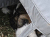 Tibetan Terrier puppies READY NOW