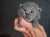 2 blue British Shorthair male kittens