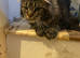 Maine coon cat for sale £600