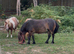 Beautiful lead rein pony