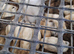 20 jumbo white quail 5 weeks old