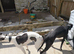KC Registered Whippet Puppies Due – Family Pets & Working Homes Welcome