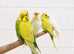 Baby Budgies