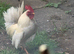 Free Chickens
