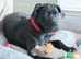 Cane corso x boxer