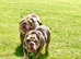 TWO English bulldogs male and female