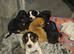 6 gorgeous puppy for sale 2 boys 4girls