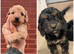 REDUCED Last 2 cockapoo puppies