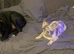 Full fluffy frenchie -reduced 1700