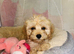 Last Cavapoo Girl