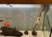 Fancy goldfish